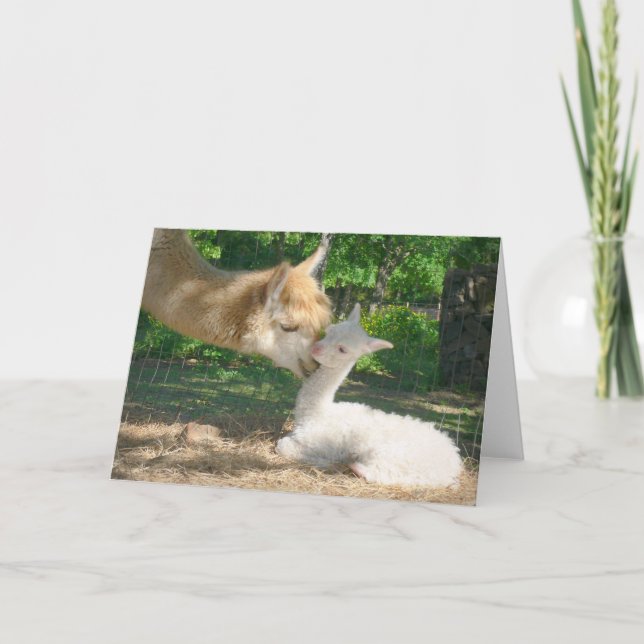 Neue Cria-Karte Karte (Vorderseite)