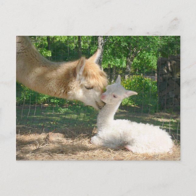 Neue Cria Postkarte (Vorderseite)