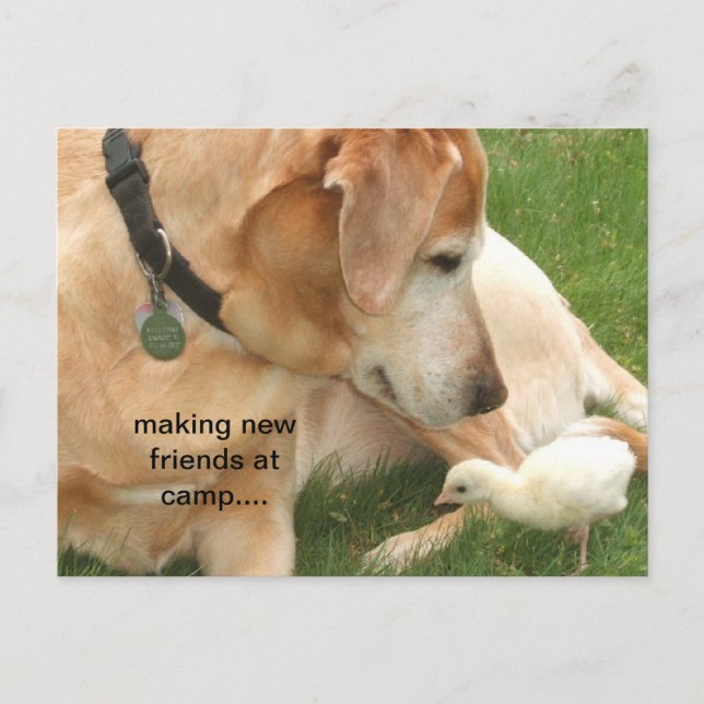 Neue Freunde im Lager Postkarte (Vorderseite)