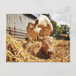 Neue geborene Kalbfleisch und Mama Postkarte