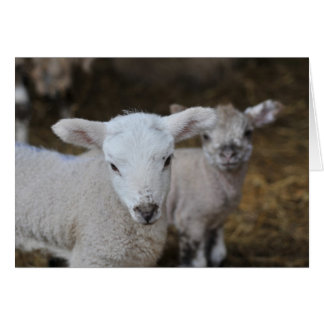 Neue geborene Lämmer