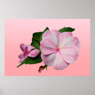 Neue Guinea Impatiens Pink & White Poster