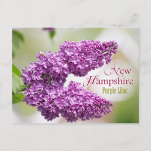 Neue Hampshire Staat Blume: Lila Lilac Postkarte