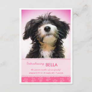 Neue Haustier-Rosa-Tatzen-Drucke für Ankündigung