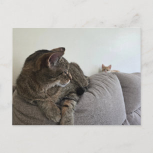 Neue Katzenpostkarte Postkarte