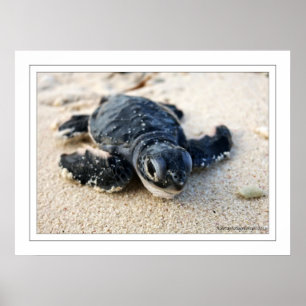 Neue Schildkröte Poster