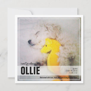 Neue Welpe-Adoption PET - Ankündigung