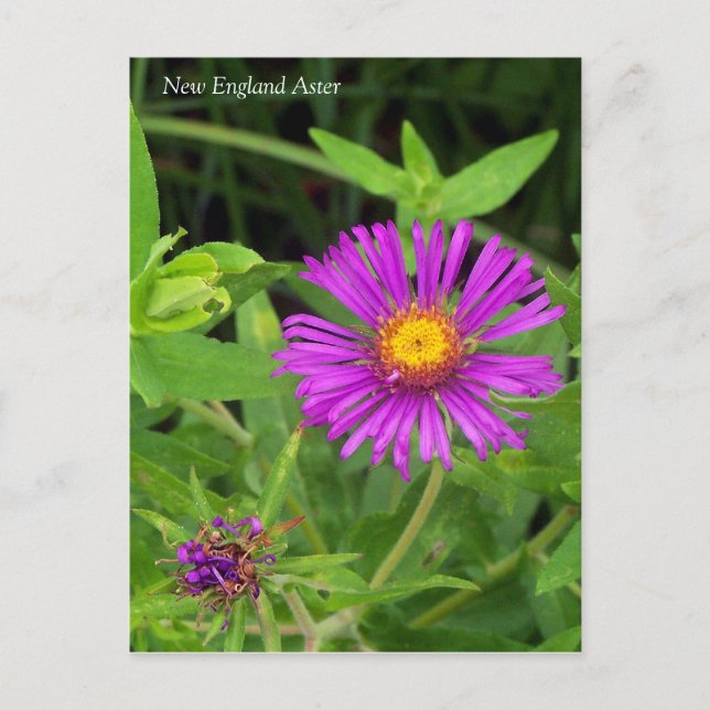 Neuengland Aster Symphotrichum Postkarte (Vorderseite)