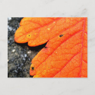 Neuengland Herbst Postkarte