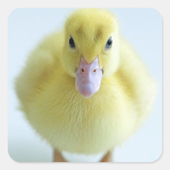 Neuentbeinung Quadratischer Aufkleber (Vorderseite)