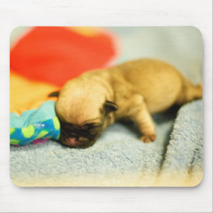 Neuer Geborener Baby Mops Hund Mousepad