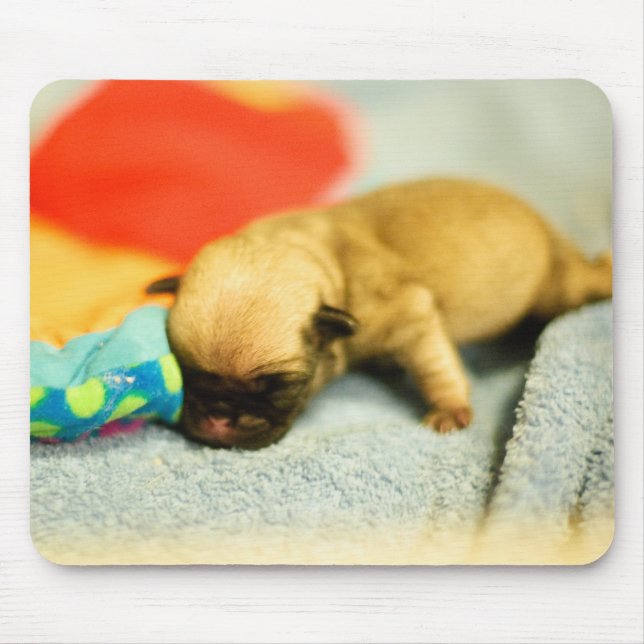 Neuer Geborener Baby Mops Hund Mousepad (Vorne)