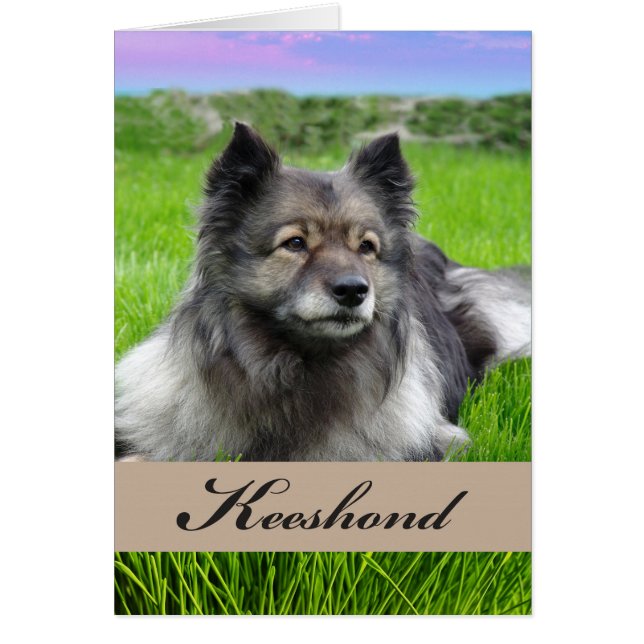 Neuer Hund mit Keeshond auf Gras (Vorne)