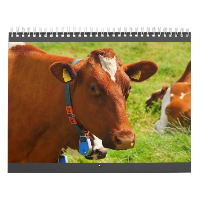 Neuer Niedlicher Kuhkalender Kalender (Titelbild)