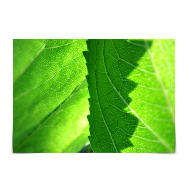 "Neuer Start" Neue "Job Green Leaf Card" Karte (Von Creator hochgeladen)