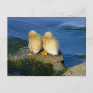 Neues Geboren Postkarte