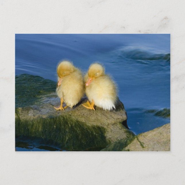Neues Geboren Postkarte (Vorderseite)