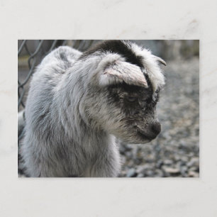 Neues Geboren Postkarte