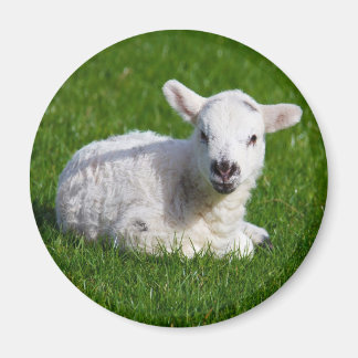 Neues geborenes niedliches Lamm auf grünem Gras Magnet