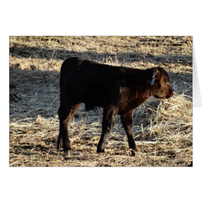 Neues Kalb (Vorderseite (Horizontal))