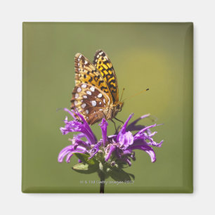 neues Mexiko, USA Magnet