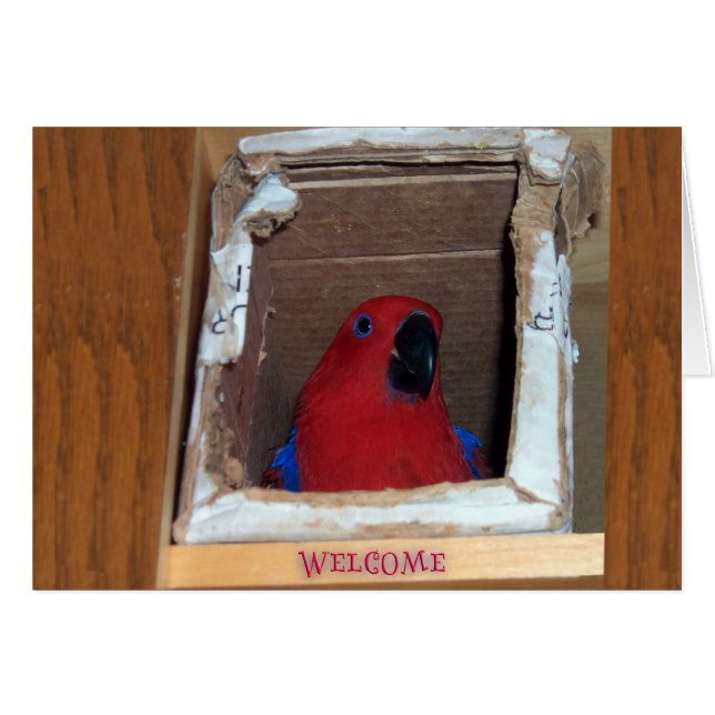 Neues Nest (Vorderseite (Horizontal))