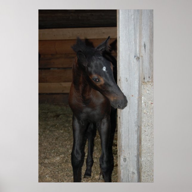 Neues Pferd Poster (Vorne)