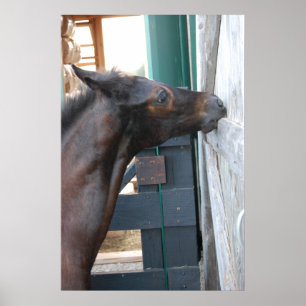 Neues Pferd Poster