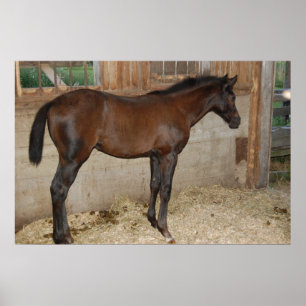 Neues Pferd Poster