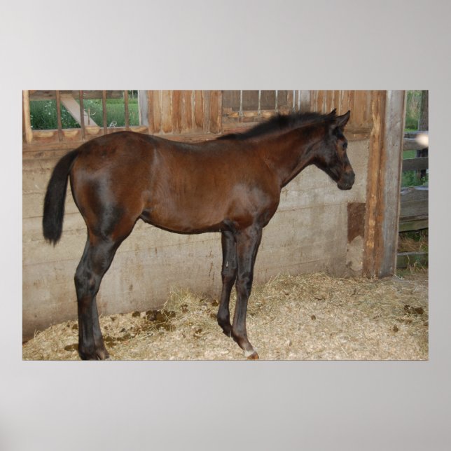 Neues Pferd Poster (Vorne)