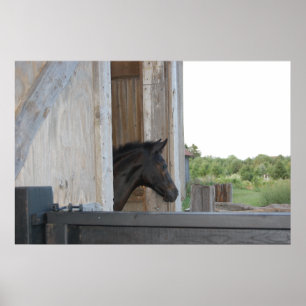 Neues Pferd Poster