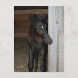 Neues Pferd Postkarte