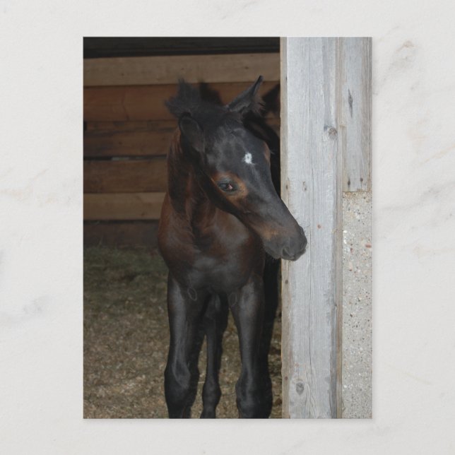 Neues Pferd Postkarte (Vorderseite)