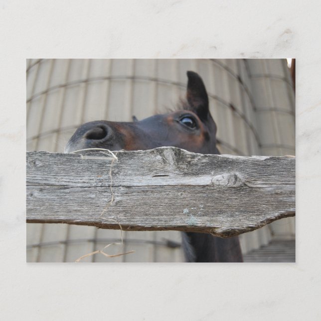 Neues Pferd Postkarte (Vorderseite)