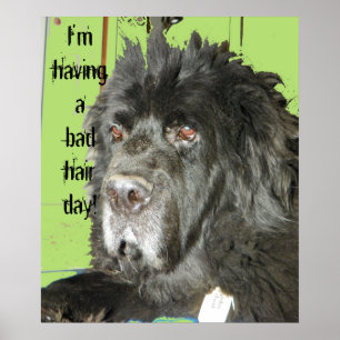 Neufundland Dog Bad Hair Day Poster
