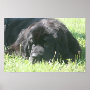 Neufundland Dog Foto Print Poster