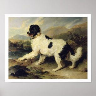 Neufundland Hund genannt Lion, 1824 (Öl auf Leinwa Poster