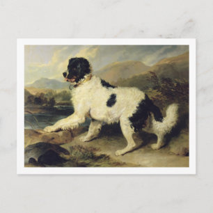 Neufundland Hund genannt Löwe, 1824 (Öl auf Leinwa Postkarte