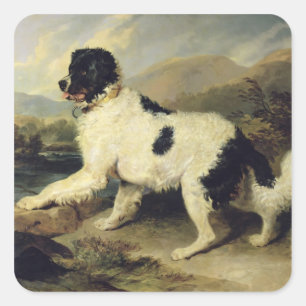 Neufundland Hund genannt Löwe, 1824 (Öl auf Leinwa Quadratischer Aufkleber