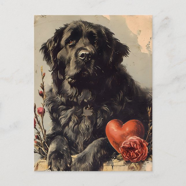 Neufundland Hund Vintag Valentinstag Postkarte (Vorderseite)