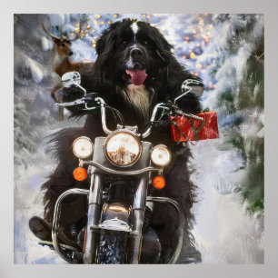 Neufundland Hunde reiten Motorrad Weihnachten Poster
