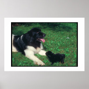 Neufundland Landseer u. Welpen-Plakat Poster