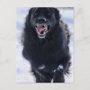 Neufundland mit Postkarte