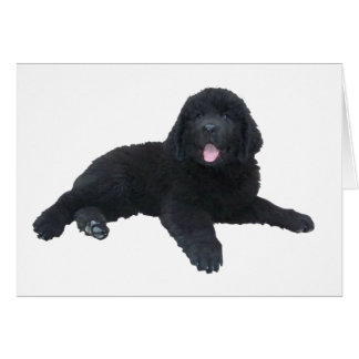Neufundland Puppy