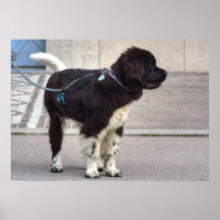 Neufundland Puppy