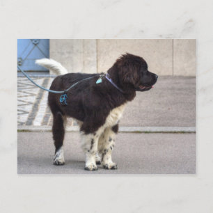 Neufundland Puppy Postkarte
