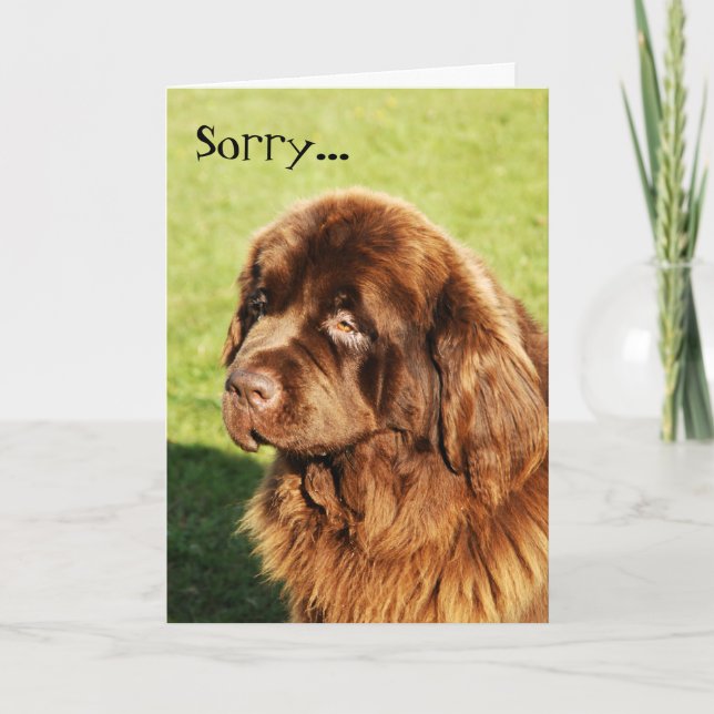 Neufundland Sorry Card Karte (Vorderseite)