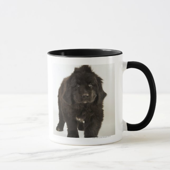 Neufundland-Welpe, Studioschuß Tasse (Rechts)