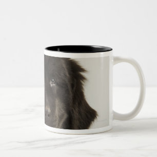 Neufundland-Welpe, Studioschuß Zweifarbige Tasse