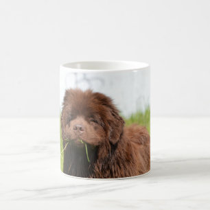 Neufundland-Welpe Tasse